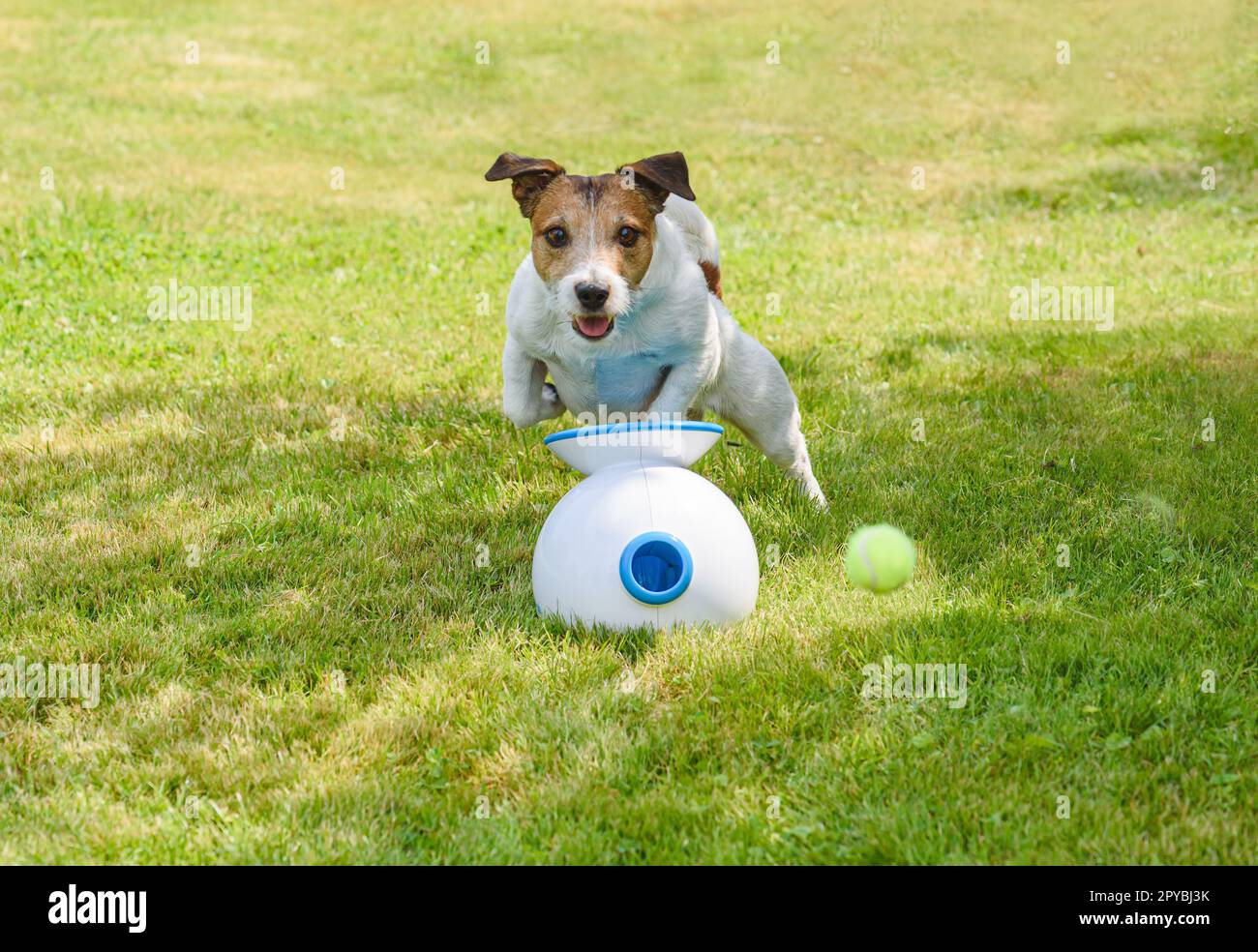 Cane che gioca con il lanciatore di palla robot. Divertente cane caccia palla su erba verde Foto Stock