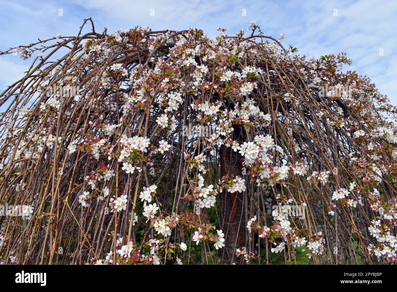 Particolare dei fiori della ciliegia a fiore d'inverno (Prunus * subhirtella). È una specie usata nel giardinaggio Foto Stock
