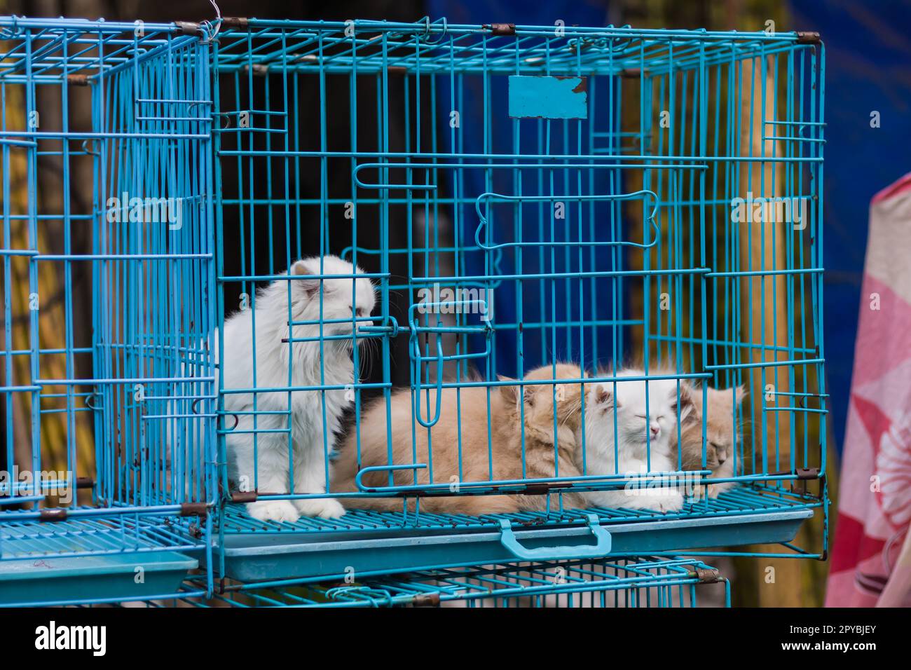 Gatti in gabbia immagini e fotografie stock ad alta risoluzione - Alamy