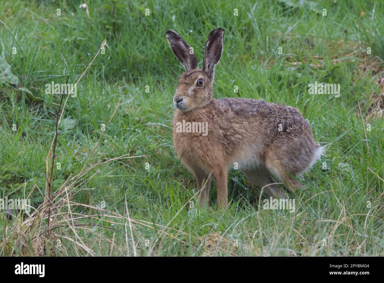 Brown Hare (Lepus europaeus) presso la RSPB Loch Leven Nature Reserve, Scozia, Regno Unito. Foto Stock