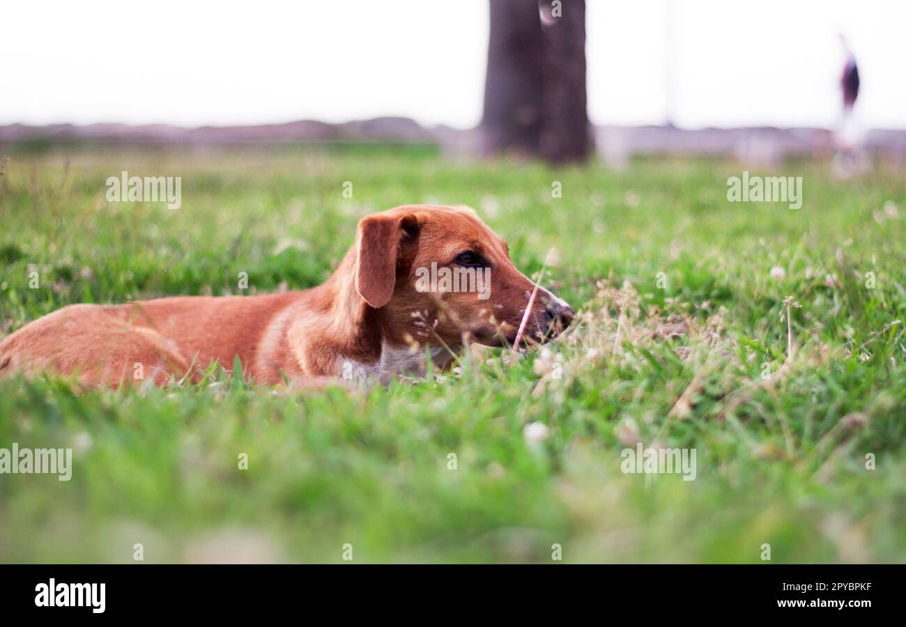 Cucciolo di cane vagone da solo all'aperto Foto Stock