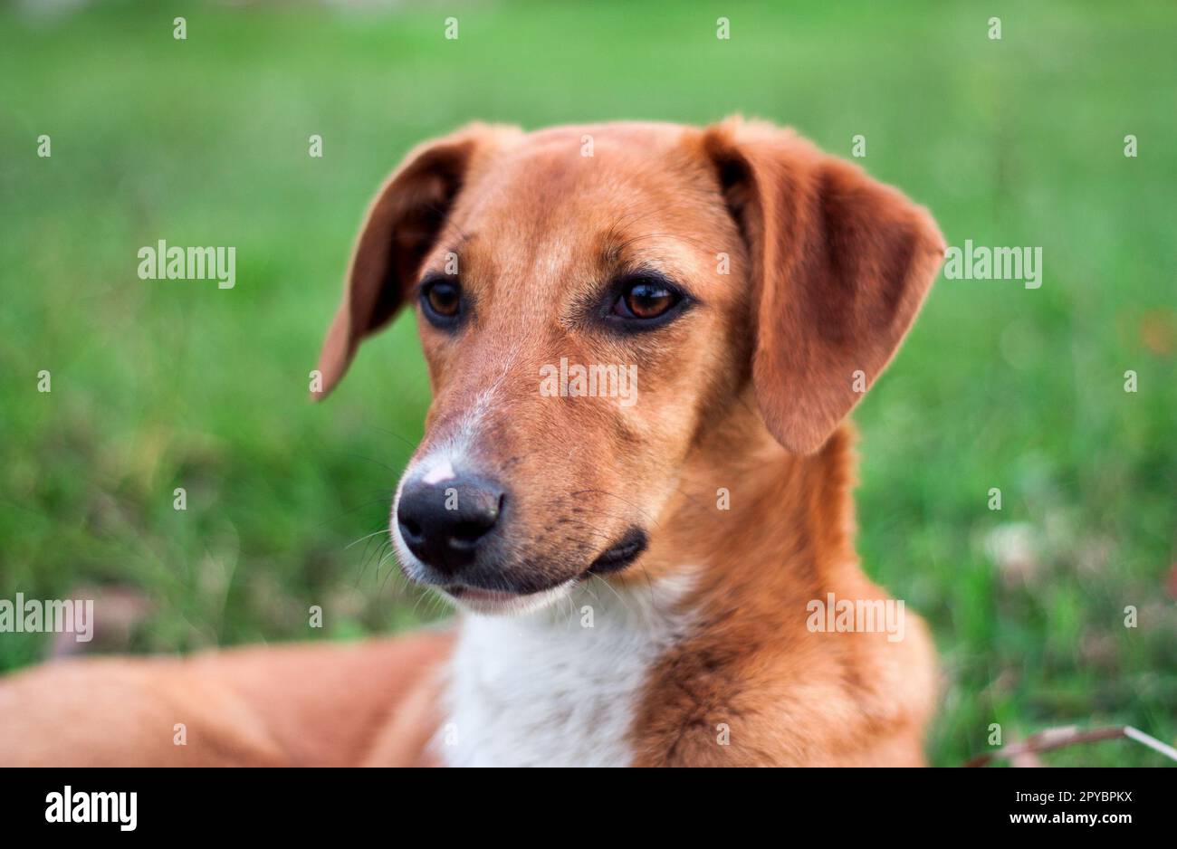 Cucciolo di cane vagone da solo all'aperto Foto Stock