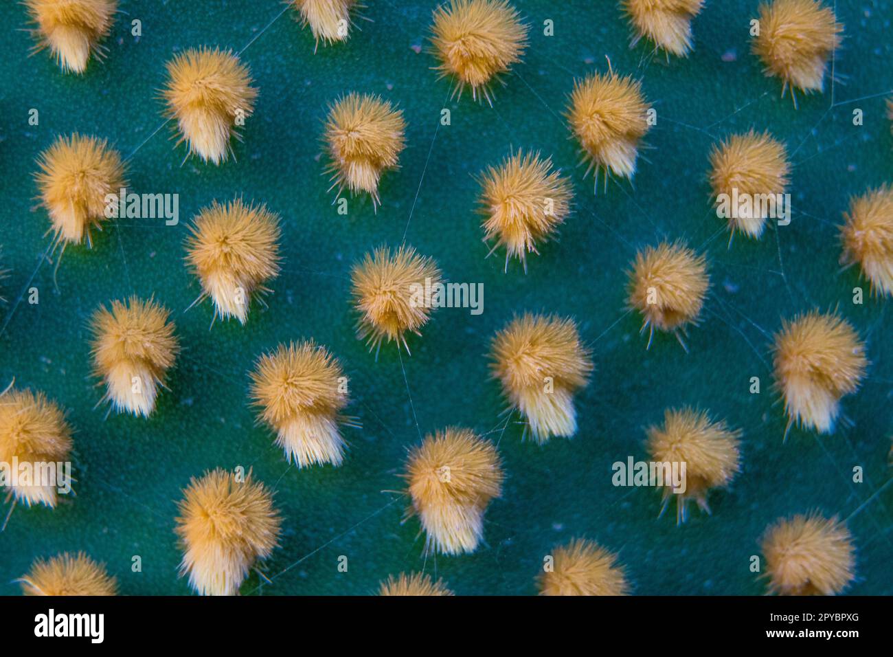 Primo piano e macro shot di ereole del cactus di Optunia con spine e glochidi di aereole che creano un motivo su sfondo verde Foto Stock