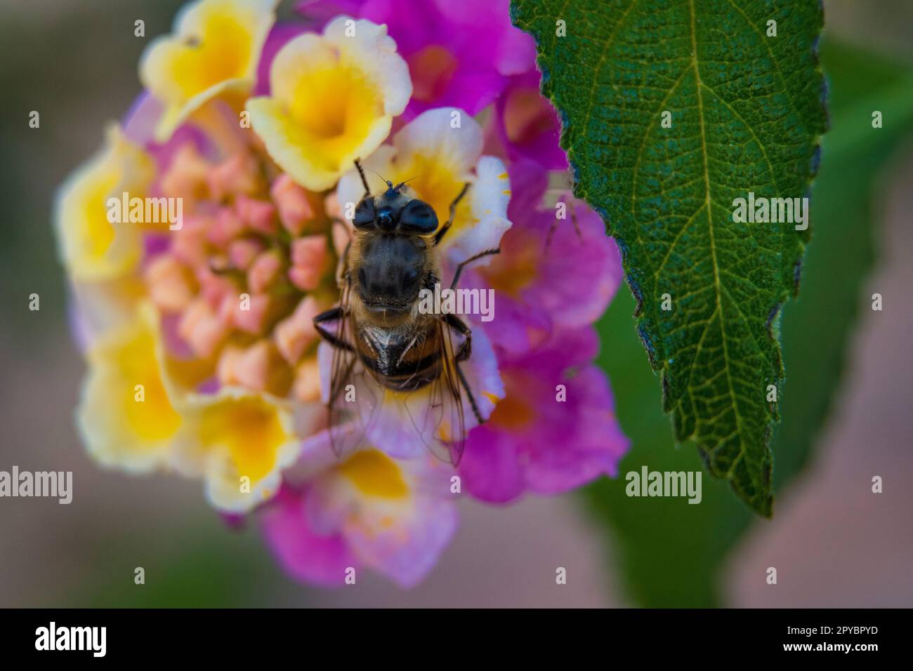 Nettare che mangia api in un primo piano vivido e colorato di un fiore ornamentale di lantana camara nel giardino Foto Stock
