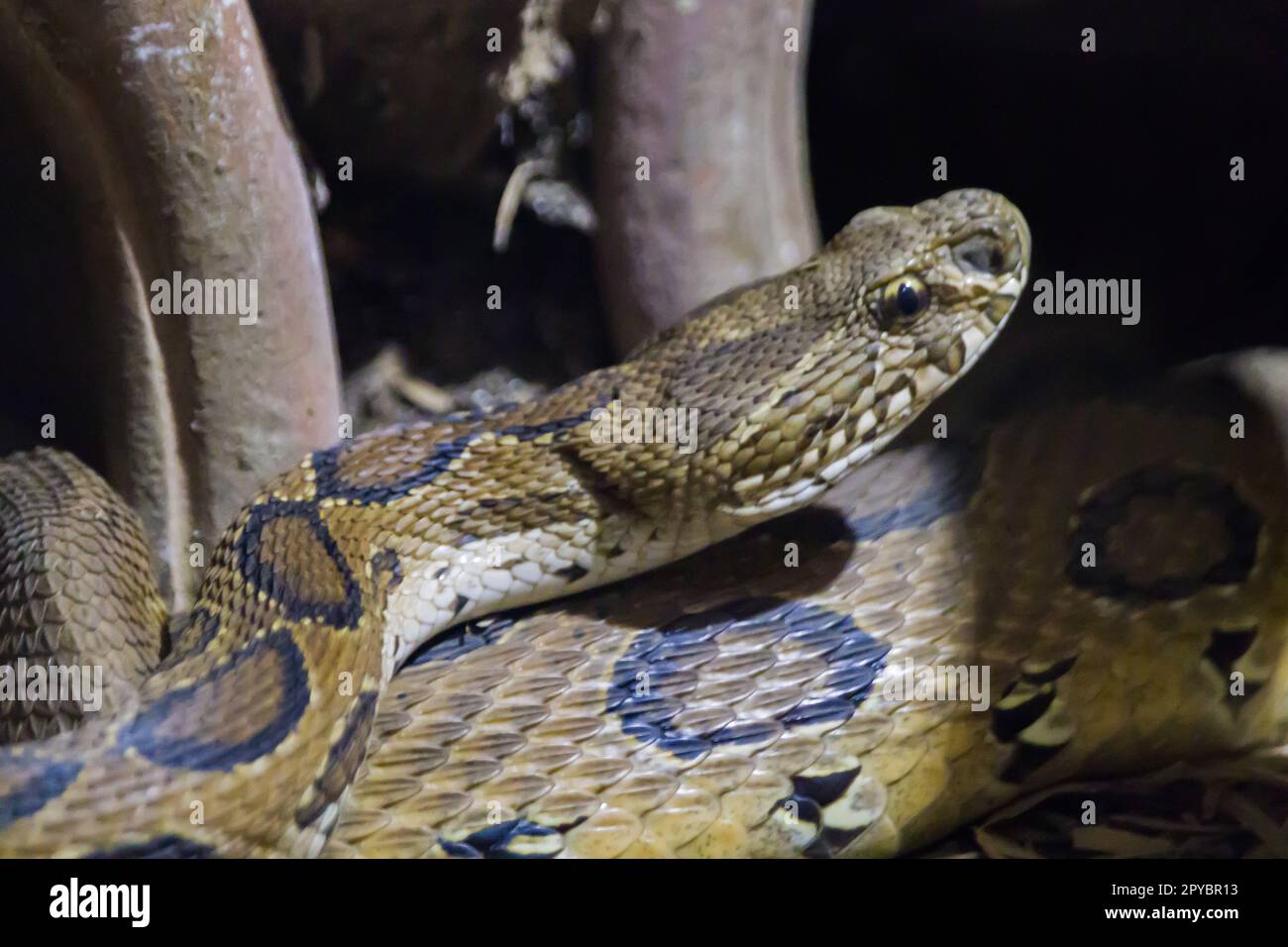 Il serpente della vipera di Russell alza la testa per il movimento o la caccia. È un vipera della buca trovato comunemente in india localmente denominato chandrabora. Foto Stock