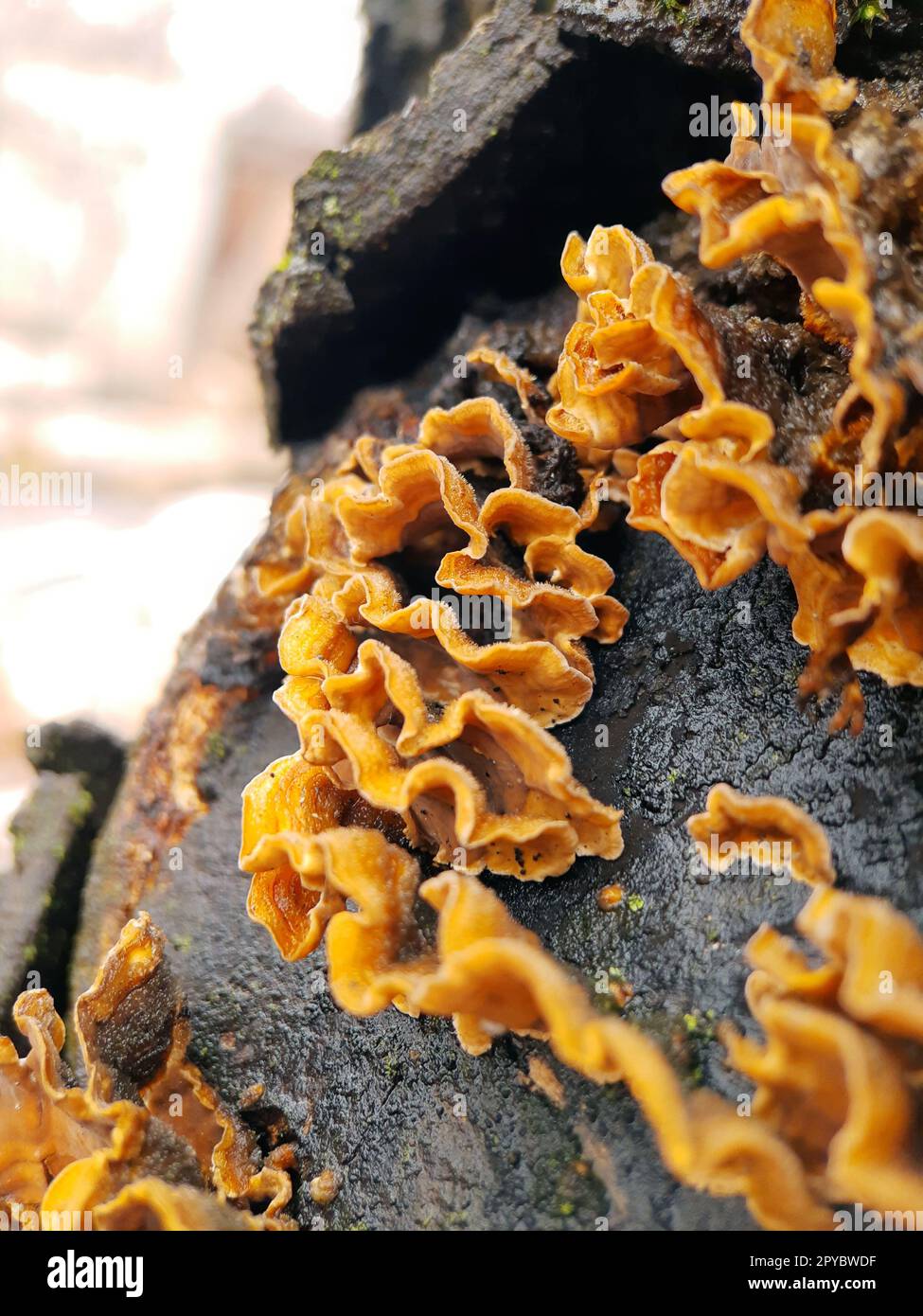 Stereum a fungo ostinato sulla fotografia macro del tronco di un albero Foto Stock
