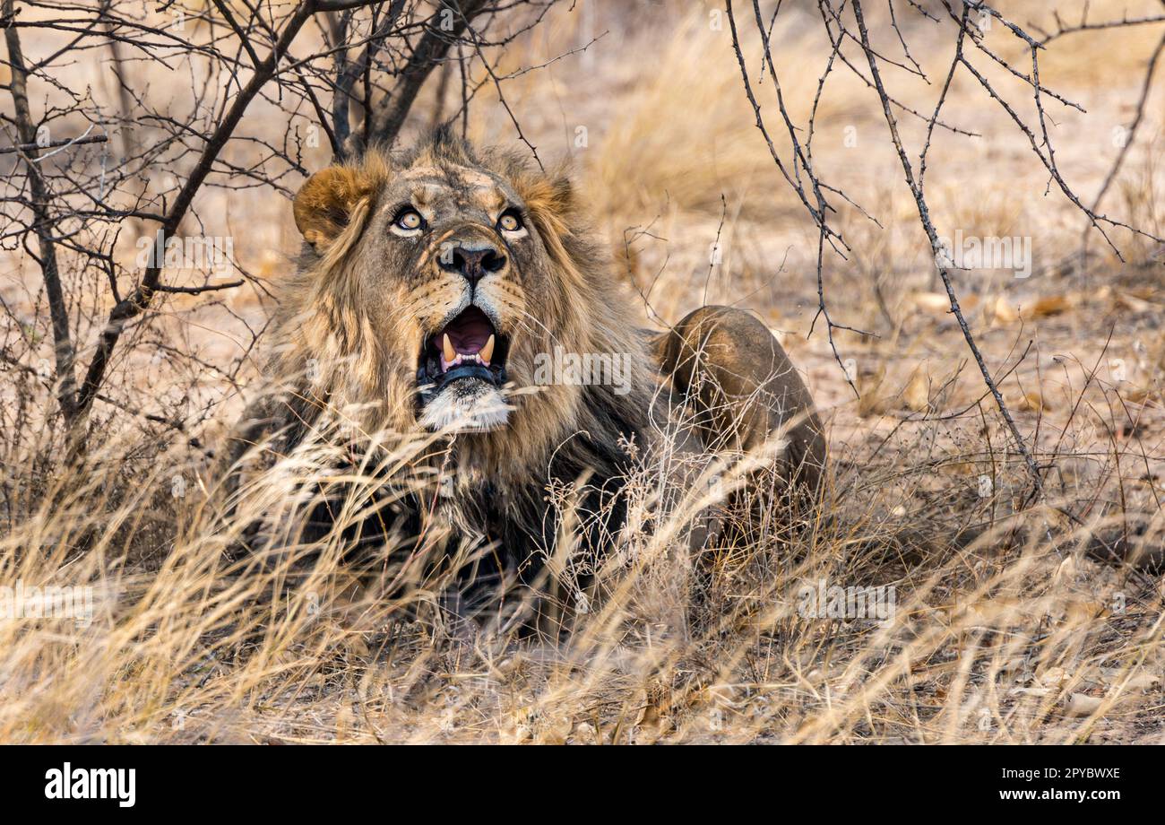 Un leone maschio (Panthera leo) che riposa all'ombra sotto un cespuglio nel deserto di Kalahari, Botswana, Africa Foto Stock