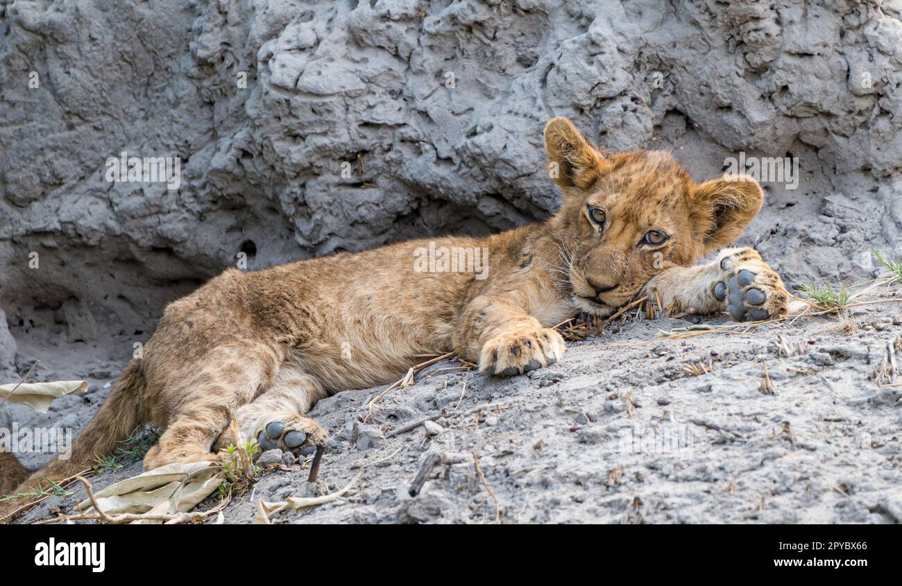 Primo piano di un simpatico cucciolo di leone (Panthera leo) che riposa accanto a un tumulo di termiti, Delta di Okavanga, Botswana, Africa Foto Stock