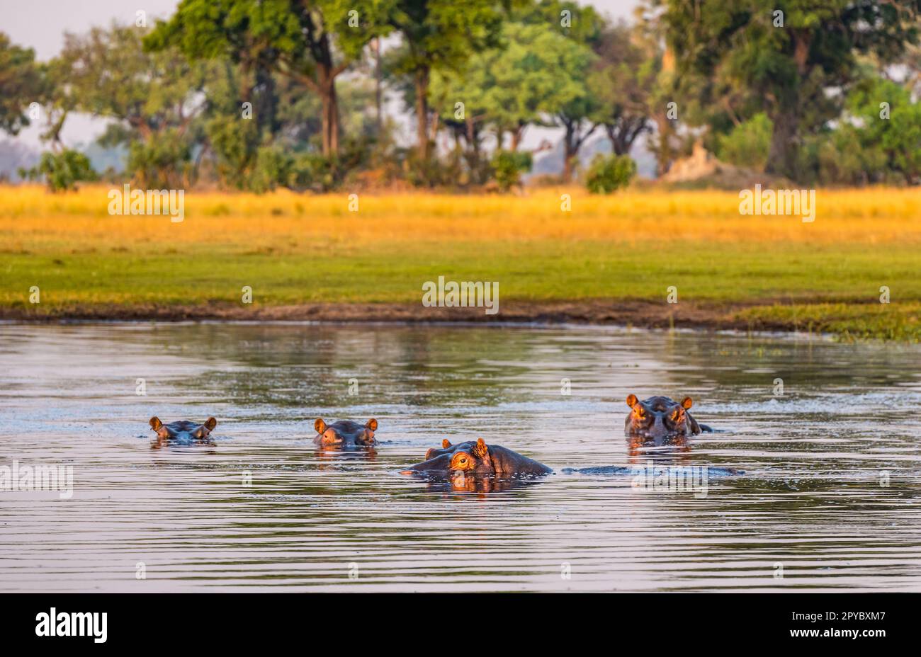 Un gruppo di ippopotami (ippopotamus anphhibius) sommersi in acqua, Delta di Okavanga, Botswana, Africa Foto Stock