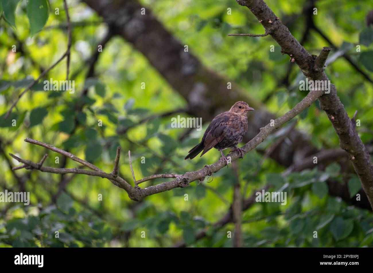 Un uccello nero siede su un albero Foto Stock