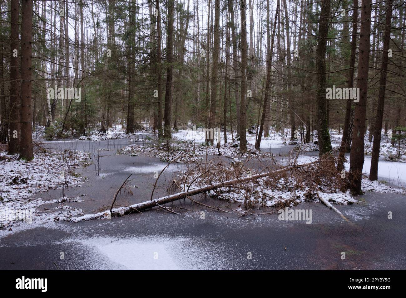 Prima neve in un paesaggio forestale con acqua ghiacciata Foto Stock