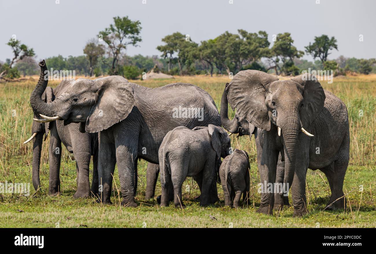 Un gruppo di elefanti femminili e giovani (Loxodonta africana) che odorano l'aria e rimangono vigili in una tanga protettiva, Delta di Okavanga, Botswana, Africa Foto Stock