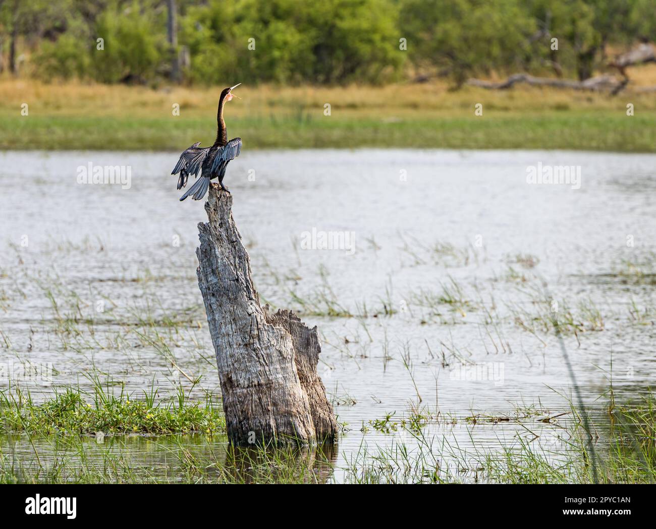 Un darter africano (Anhinga rufa o snakebird) che sbatte le sue ali arroccato su un albero morto, Delta di Okavanga, Botswana, Africa Foto Stock