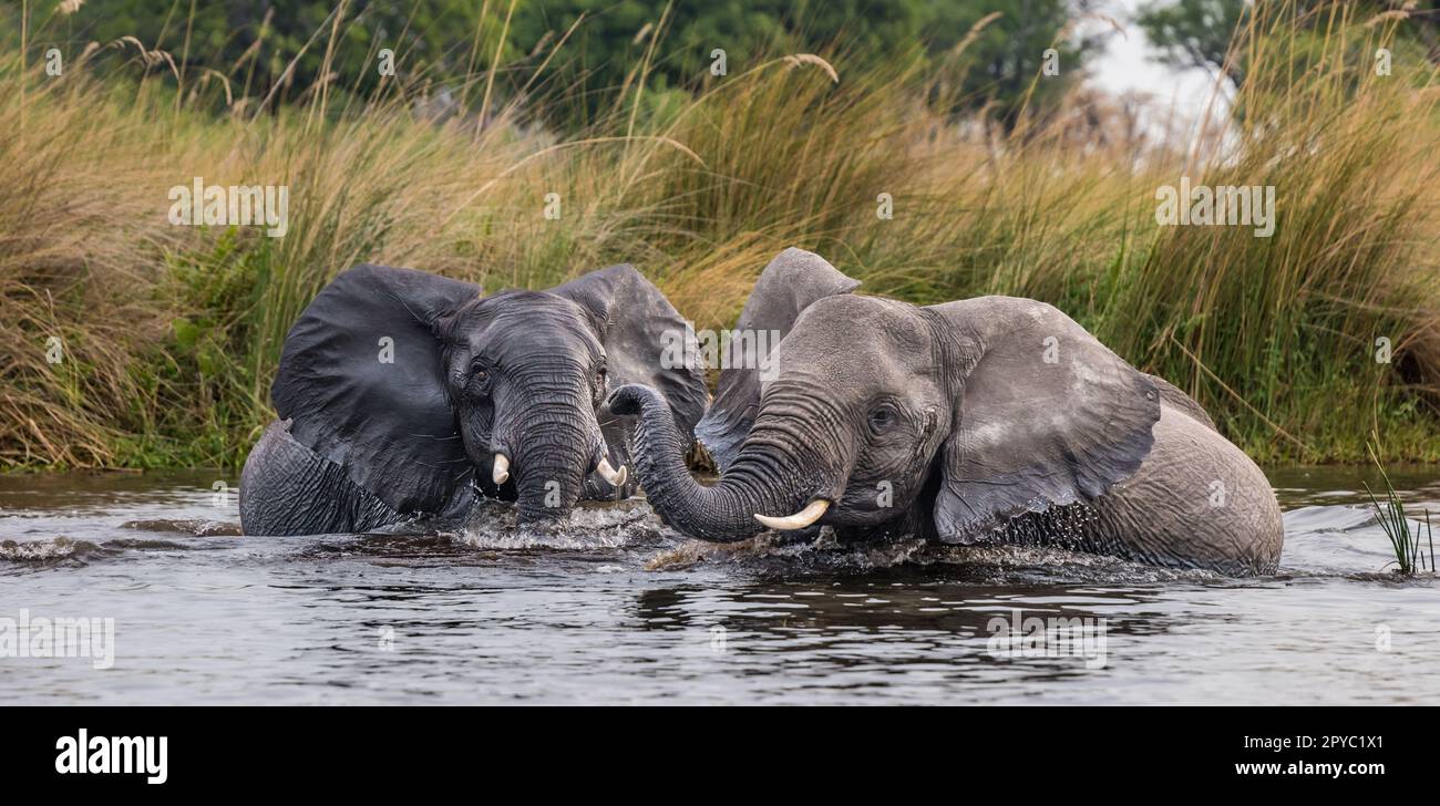 Un paio di elefanti africani (Loxodonta africana) giocano combattendo in un fiume, Delta di Okavanga, Botswana, Africa Foto Stock