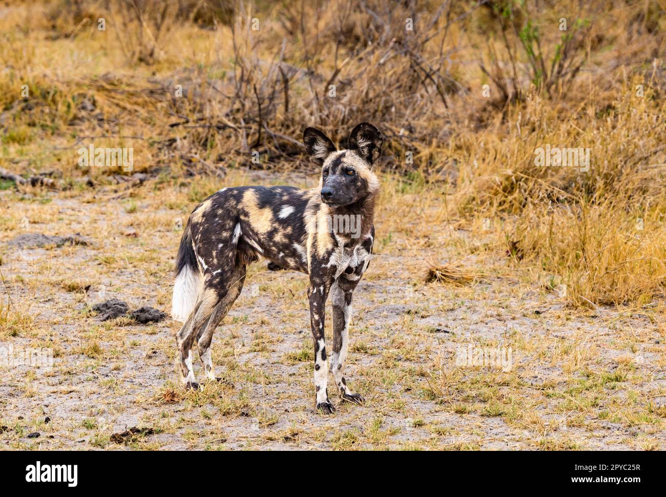 Un cane africano selvaggio, cane da caccia, cane dipinto o lupo dipinto (Licaon pictus), Delta di Okavanga, Botswana, Africa Foto Stock