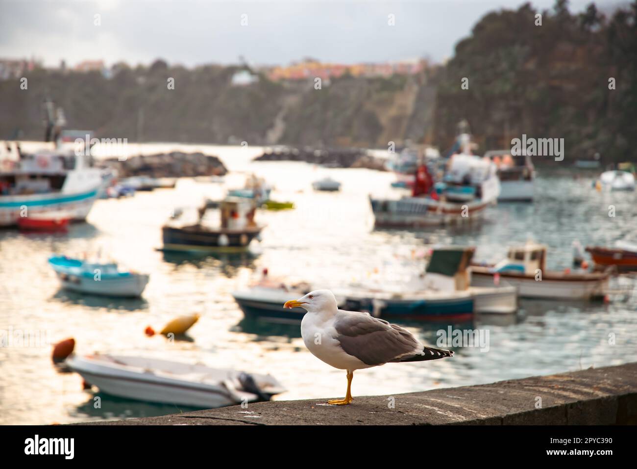 Bellissimo villaggio di pescatori, Marina Corricella sull'isola di Procida, Golfo di Napoli, Italia. Foto Stock
