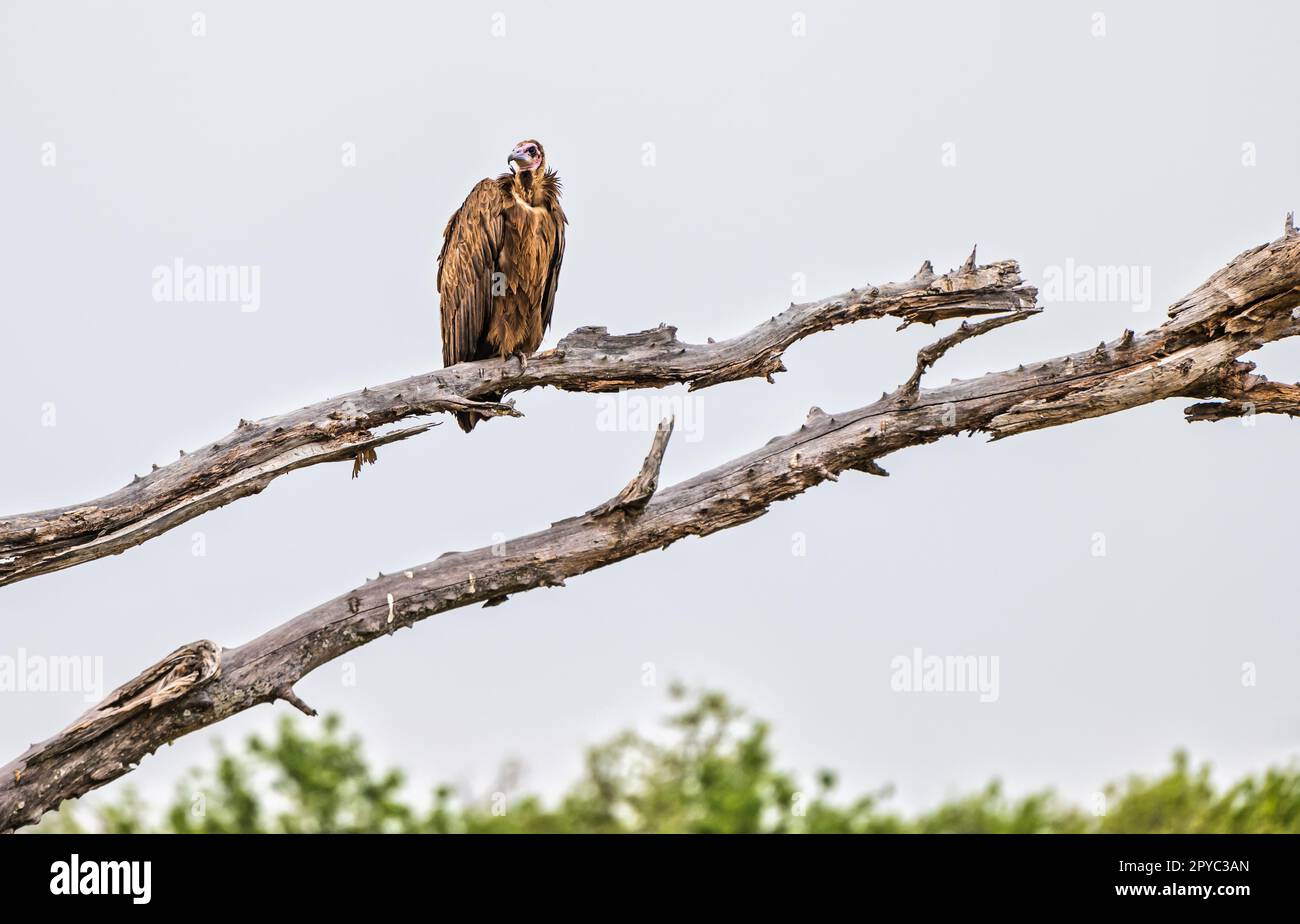 Un avvoltoio incappucciato (Necrosyrtes monachus) arroccato in un albero, Delta di Okavanga, Botswana, Africa Foto Stock