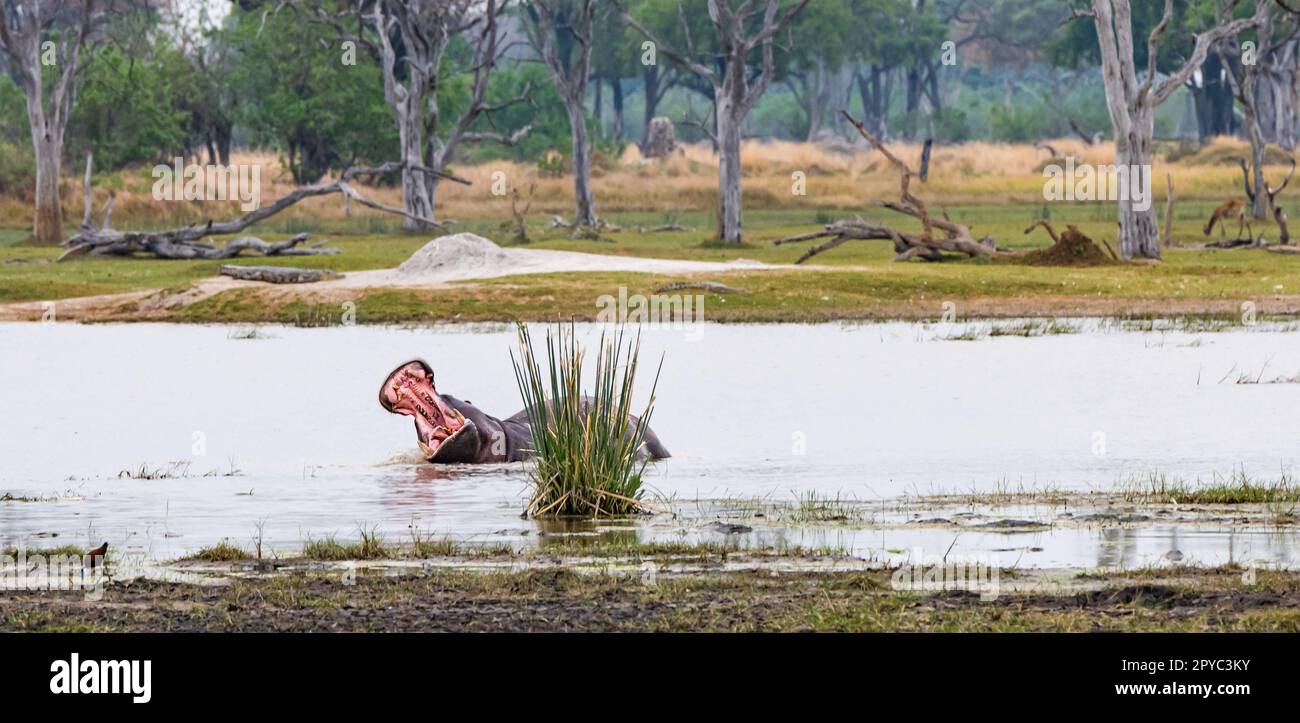 Un ippopotamo (Hippopotamus anfibio) con bocca aperta in una buca d'acqua, Delta di Okavanga, Botswana, Africa Foto Stock