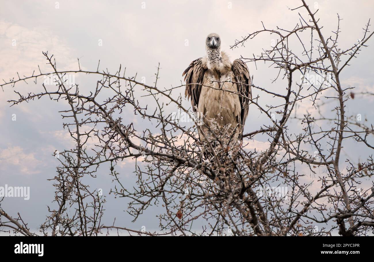 Un avvoltoio bianco (Gyps africanus) arroccato in un albero, deserto di Kalahari, Botswana, Africa Foto Stock