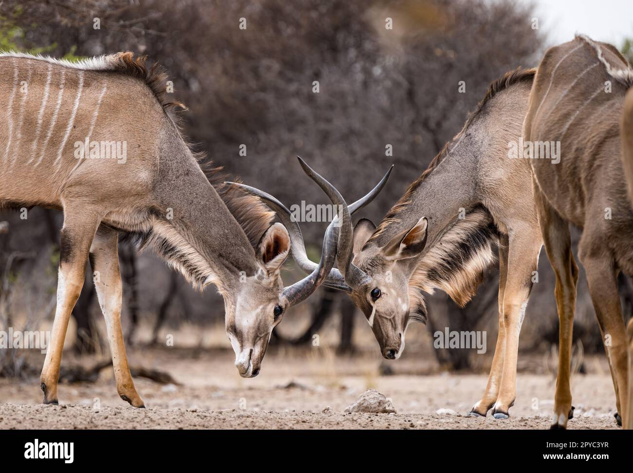 Due corna di blocco maschio kudu che combattono nel deserto di Kalahari, Botswana, Africa Foto Stock