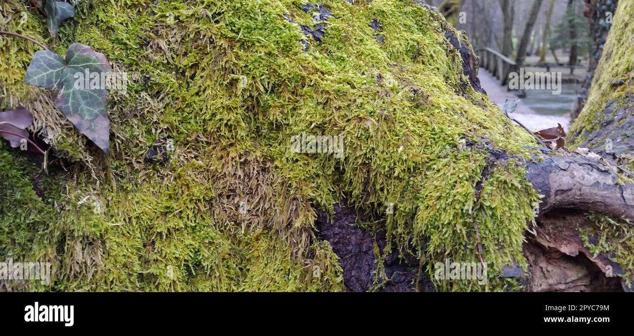 moss sul bagagliaio. Muschi e licheni su un albero. Macro. Foto Stock