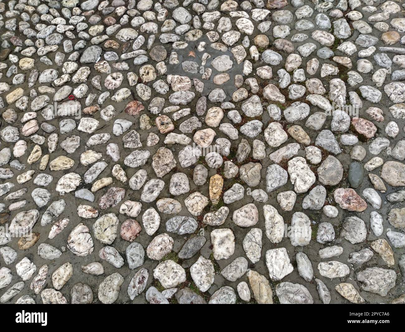 Pietre per pavimentazione in pietre rotonde leggere simili al marmo. Piazza lastricata nel centro storico di Sarajevo, Bosnia ed Erzegovina. Bellissime pietre bagnate e lucide dopo la pioggia. Primo piano con luce naturale Foto Stock
