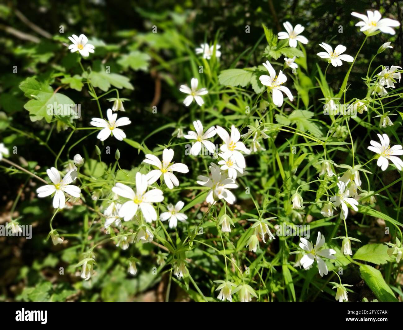 Stelle marine della foresta. Delicati fiori bianchi nella foresta. Agente antidiabetico, dolcificante naturale. Bellissime piante medicinali. Messa a fuoco morbida Foto Stock