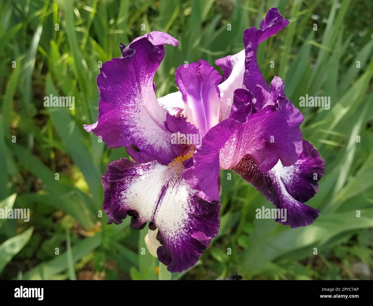 Splendido Iris viola con un mezzo bianco. Petali di fiori curvi e luminosi. Sfondo sfocato verde. Grado di riproduzione dell'iride. Grande bocciolo in fiore. Foglie sottili e lunghe. Cartolina Foto Stock