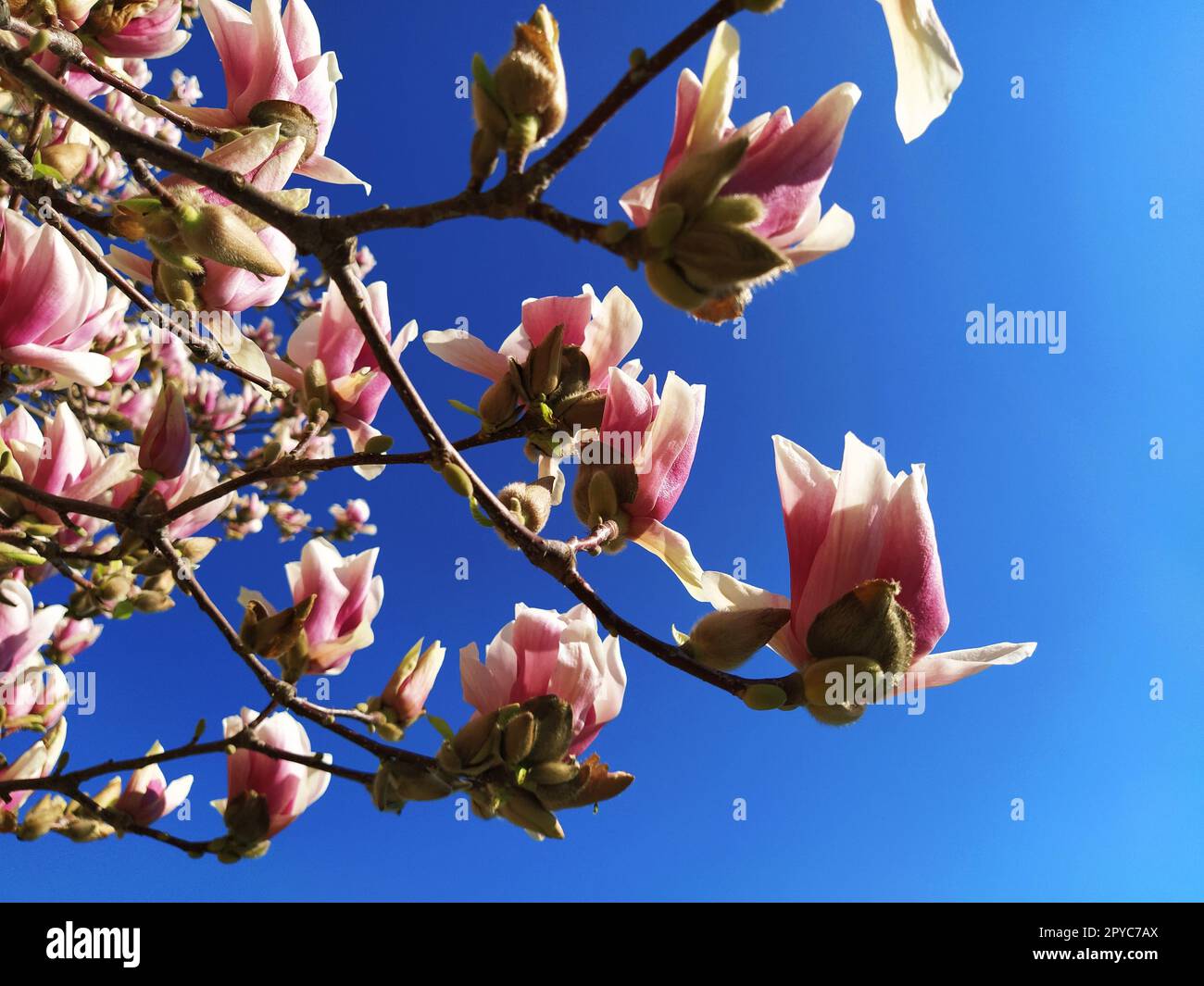 Bellissimi fiori di magnolia. Abbondanti alberi primaverili fioriti. Cielo azzurro sullo sfondo. Cartolina. Fioritura dell'albero di Magnolia Foto Stock