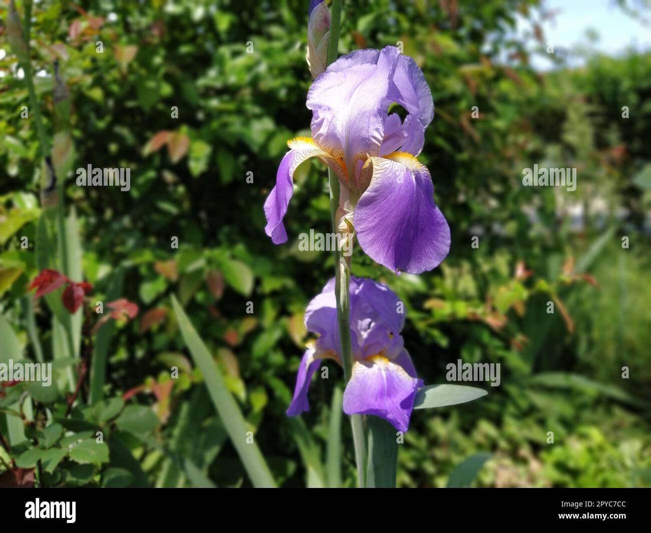Splendido Iris viola con un mezzo bianco. Petali di fiori curvi e luminosi. Sfondo sfocato verde. Grado di riproduzione dell'iride. Grande bocciolo in fiore. Foglie sottili e lunghe Foto Stock