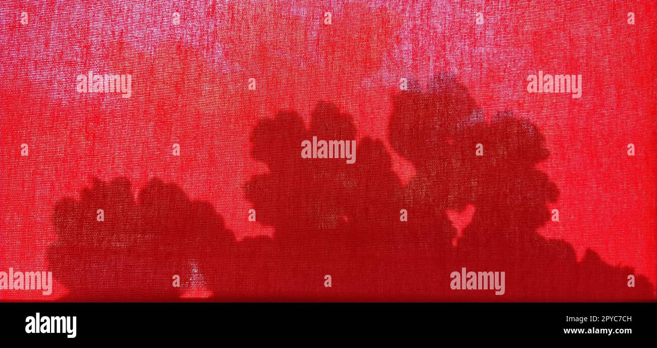 Ombra di fiori e foglie. La fitta tenda rossa trasmette la luce del sole e i fiori fuori dalla finestra si riflettono in essa. Foto Stock