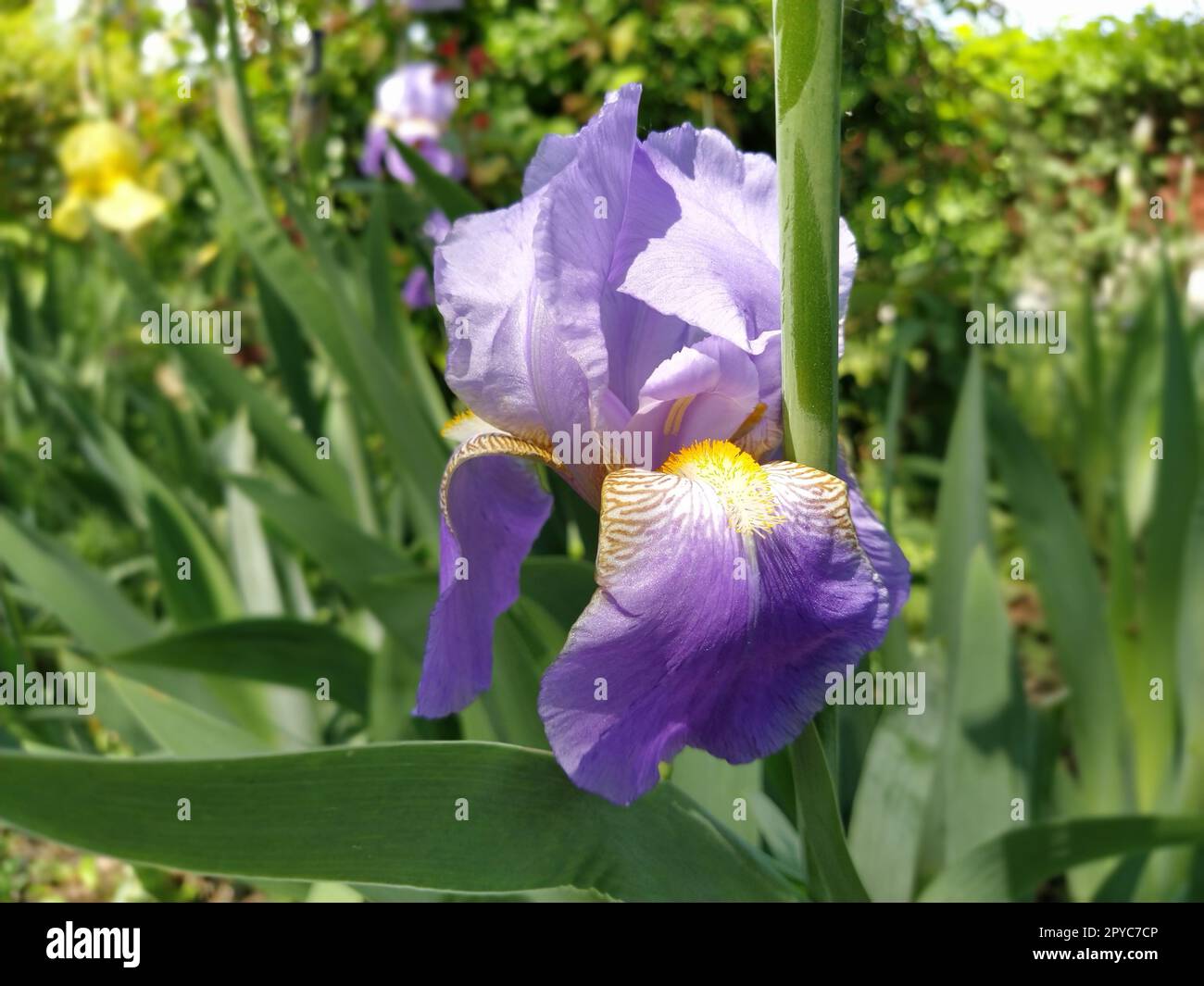 Splendido Iris viola con un mezzo bianco. Petali di fiori curvi e luminosi. Sfondo sfocato verde. Grado di riproduzione dell'iride. Grande bocciolo in fiore. Foglie sottili e lunghe Foto Stock