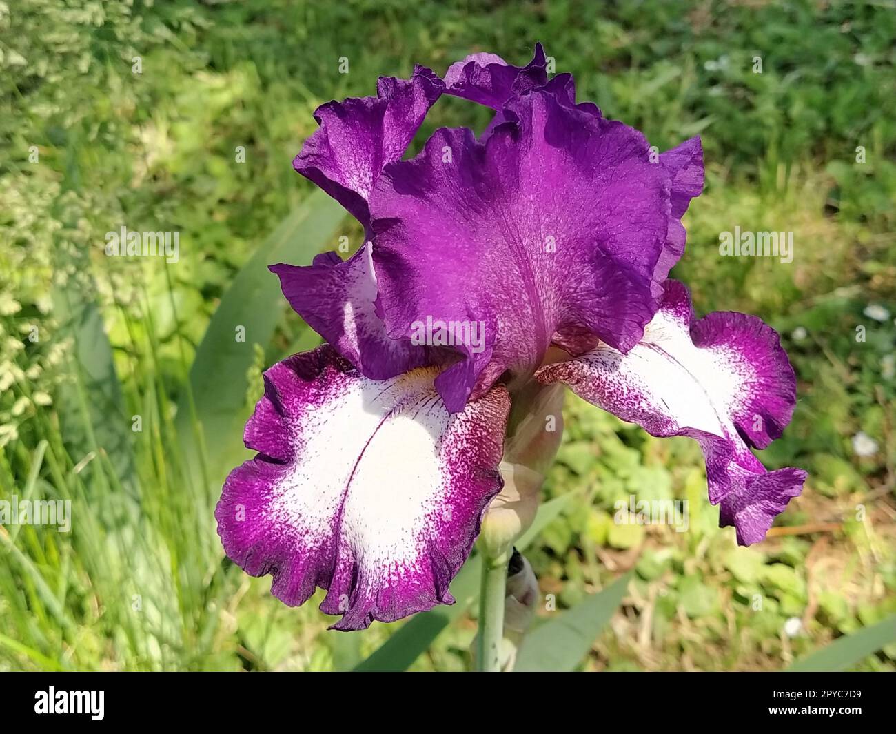 Splendido Iris viola con un mezzo bianco. Petali di fiori curvi e luminosi. Sfondo sfocato verde. Grado di riproduzione dell'iride. Grande bocciolo in fiore. Foglie sottili e lunghe Foto Stock