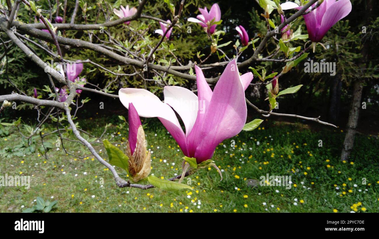 Bellissimi fiori bianchi in fiore e boccioli di magnolia su rami senza foglie. Pestelli rosa e stampanti Foto Stock