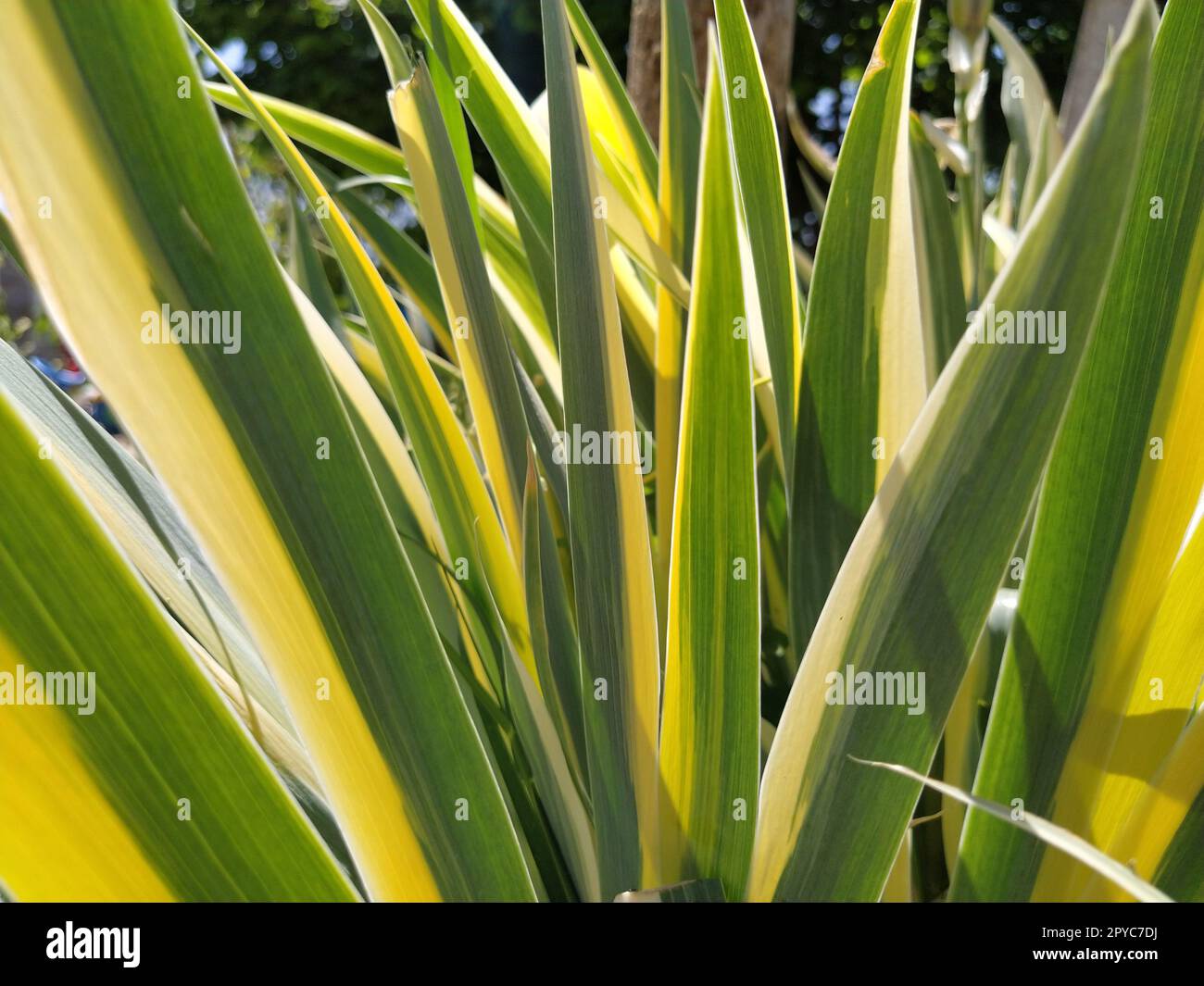 Primo piano delle foglie a strisce giallo-verde. Iris nel giardino. Genere di piante rizome perenni della famiglia Iris. Foglie a strisce lunghe gialle verdi. Sfondo floreale. Giardinaggio. Foto Stock