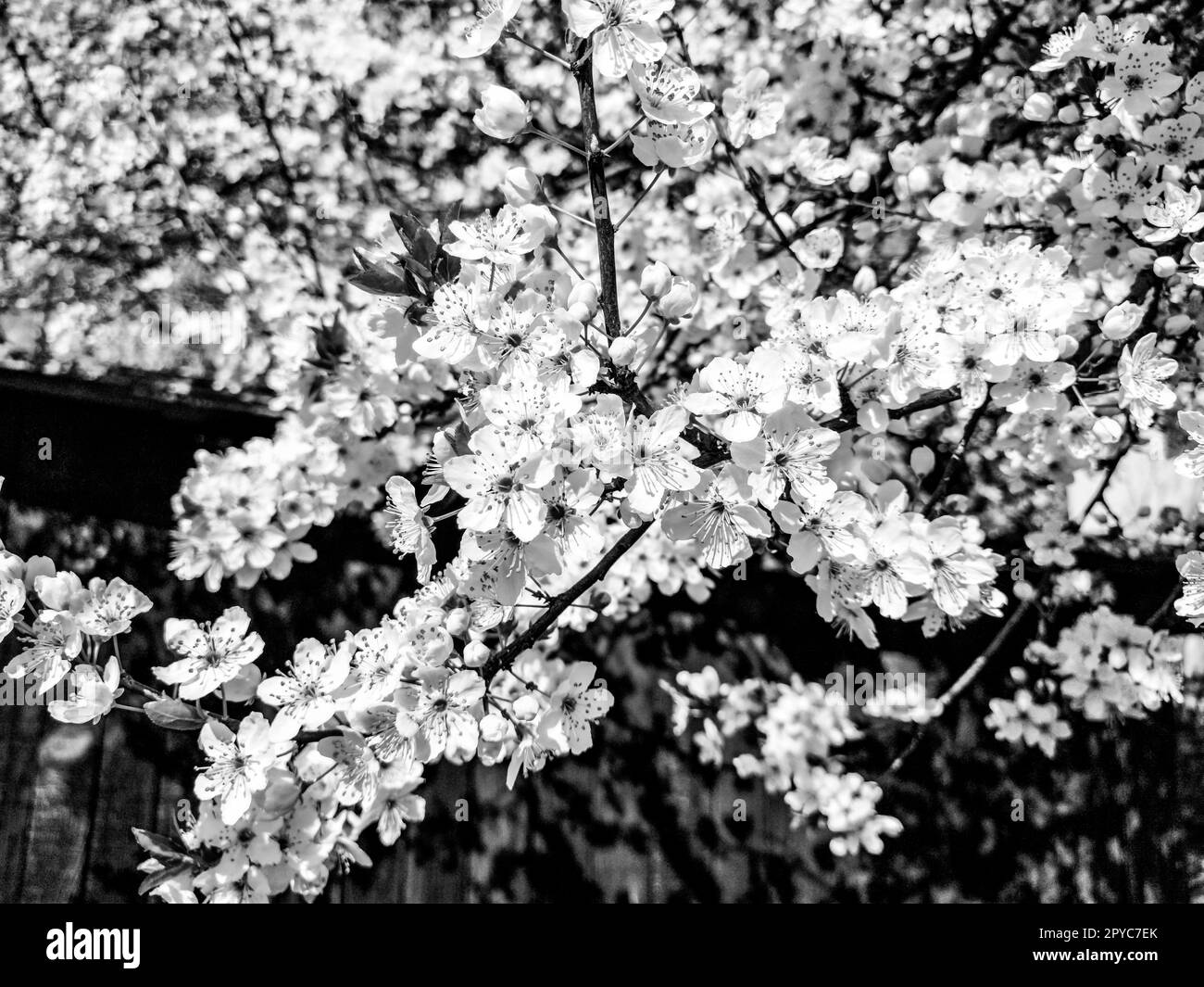 Bellissimi fiori primaverili bianchi. Ciliegie, albicocche e prugne in fiore. Festival di primavera. Tradizione giapponese. Biglietto d'auguri, layout o sfondo floreale. Petali delicati con pestelli e steli Foto Stock