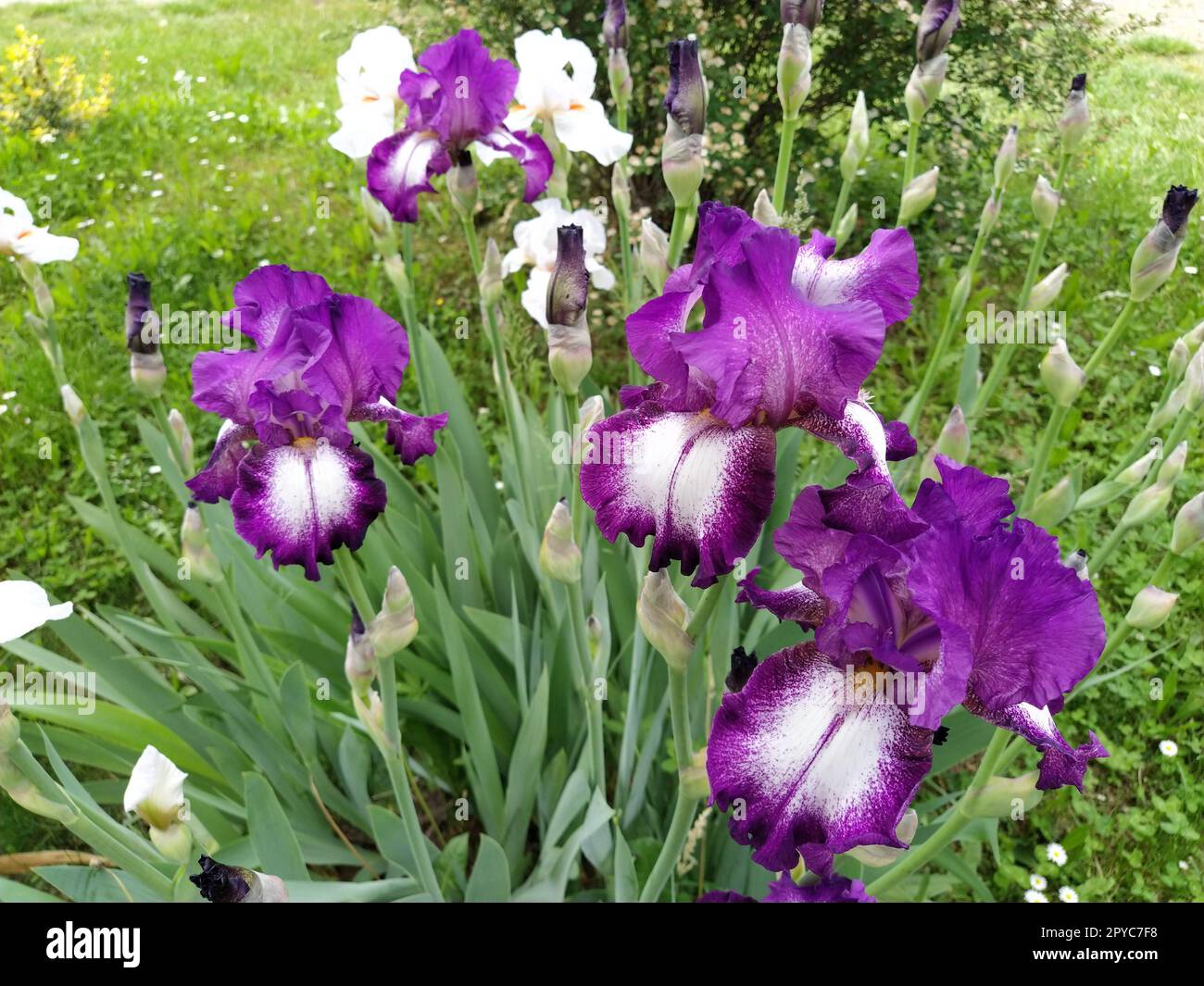 Splendido Iris viola con un mezzo bianco. Petali di fiori curvi e luminosi. Sfondo sfocato verde. Grado di riproduzione dell'iride. Grande bocciolo in fiore. Foglie sottili e lunghe Foto Stock