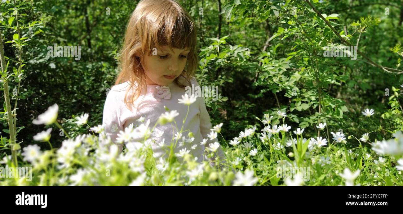 bella ragazza con i capelli biondi nel prato. I fiori selvatici sono bianchi. Stellaria è un genere di piante da fiore della famiglia dei garofani. Il bambino si inchinò la testa e guarda con attenzione al letto di fiori Foto Stock