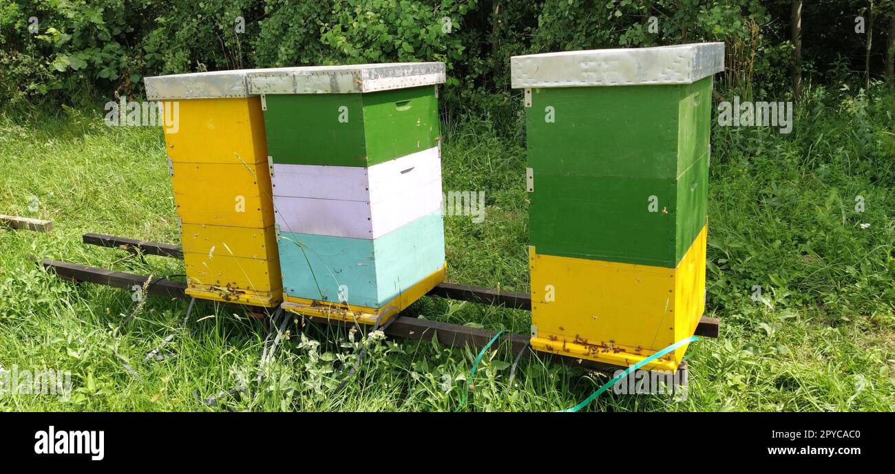 Alveari con api. Apicoltura. Gli alveari sono immersi nella natura e sono dipinti di giallo, verde e blu. Le piante sono piante di miele. Apiario in Serbia. Le api raccolgono il nettare di fiori e lo trasformano in miele Foto Stock