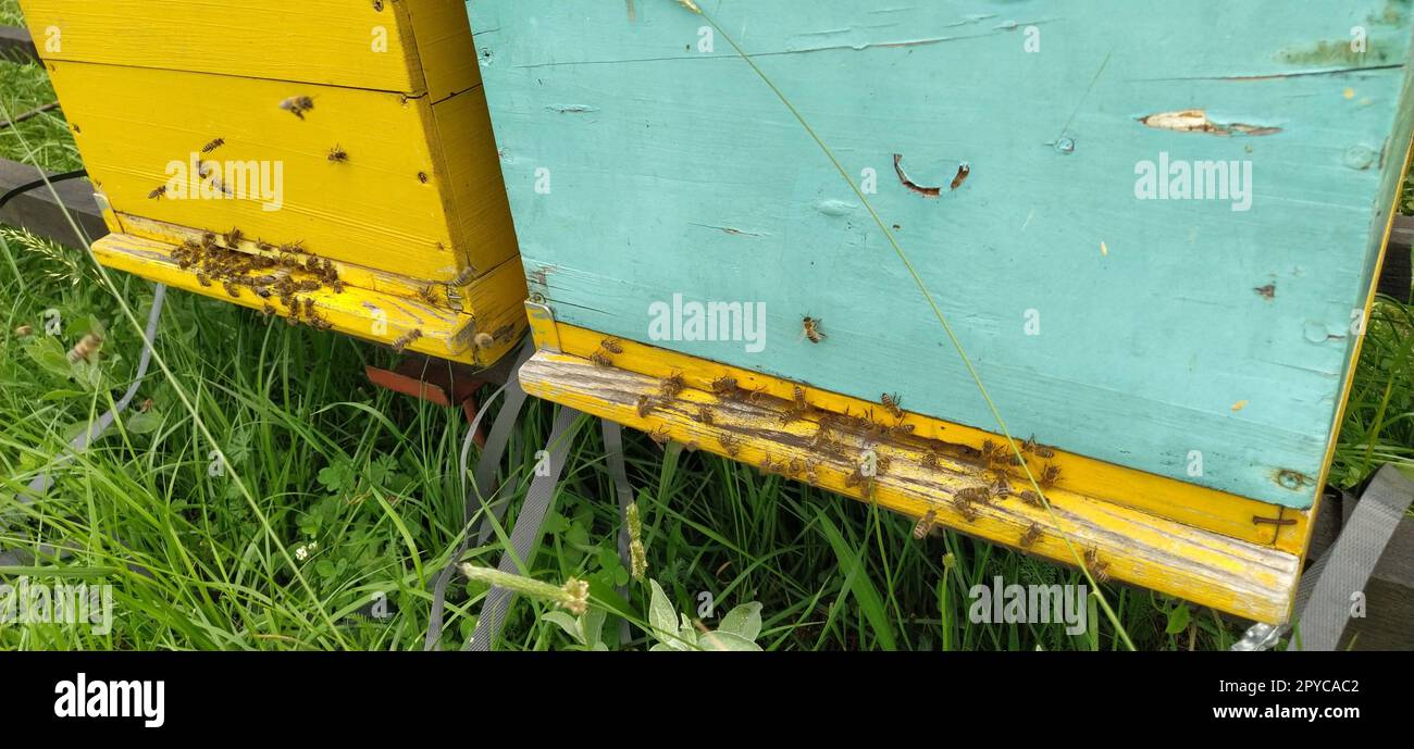 Alveari con api. Apicoltura. Gli alveari sono immersi nella natura e sono dipinti di giallo, verde e blu. Le piante sono piante di miele. Apiario in Serbia. Le api raccolgono il nettare di fiori e lo trasformano in miele Foto Stock