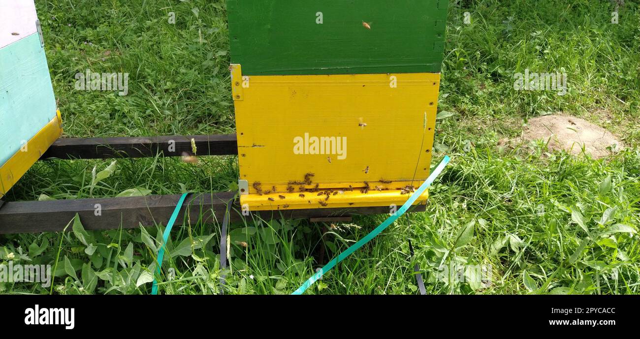 Alveari con api. Apicoltura. Gli alveari sono immersi nella natura e sono dipinti di giallo, verde e blu. Le piante sono piante di miele. Apiario in Serbia. Le api raccolgono il nettare di fiori e lo trasformano in miele Foto Stock