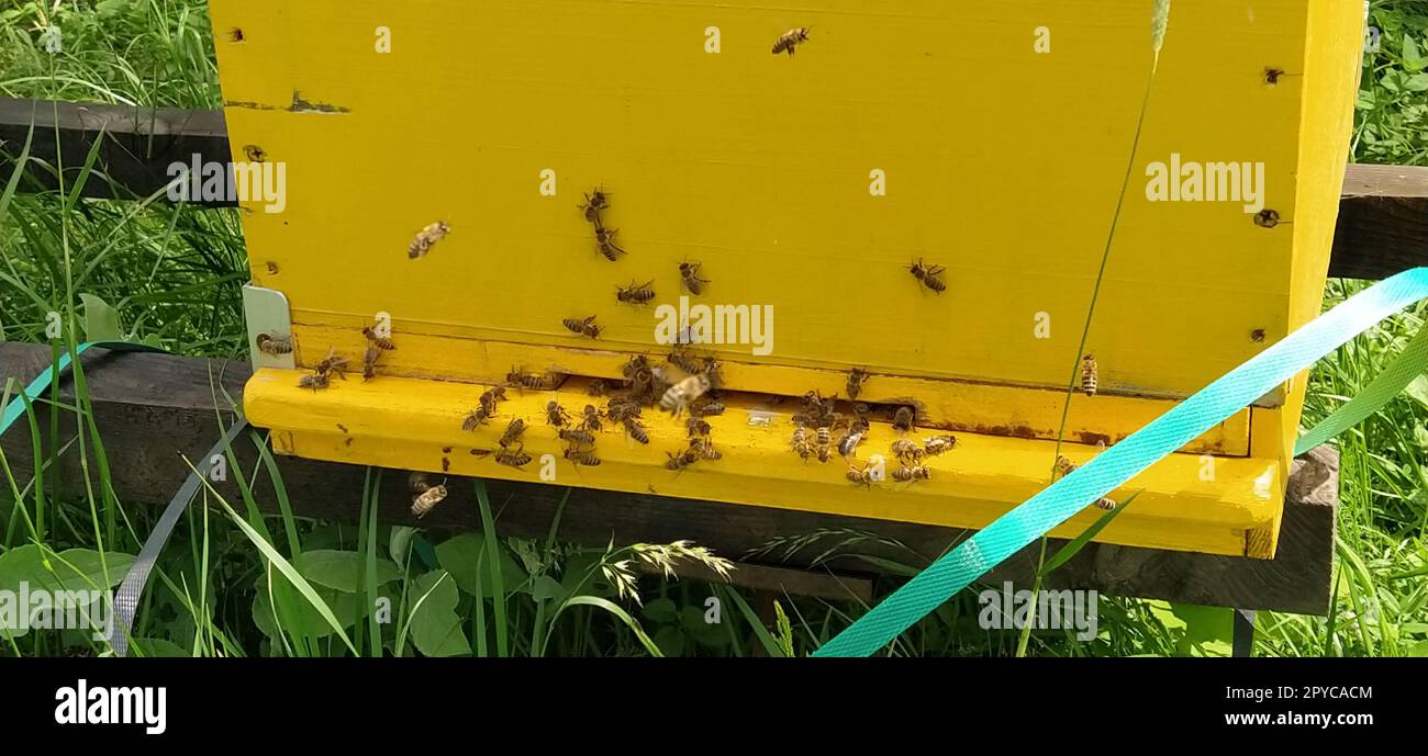 Alveari con api. Apicoltura. Gli alveari sono immersi nella natura e sono dipinti di giallo, verde e blu. Le piante sono piante di miele. Apiario in Serbia. Le api raccolgono il nettare di fiori e lo trasformano in miele Foto Stock