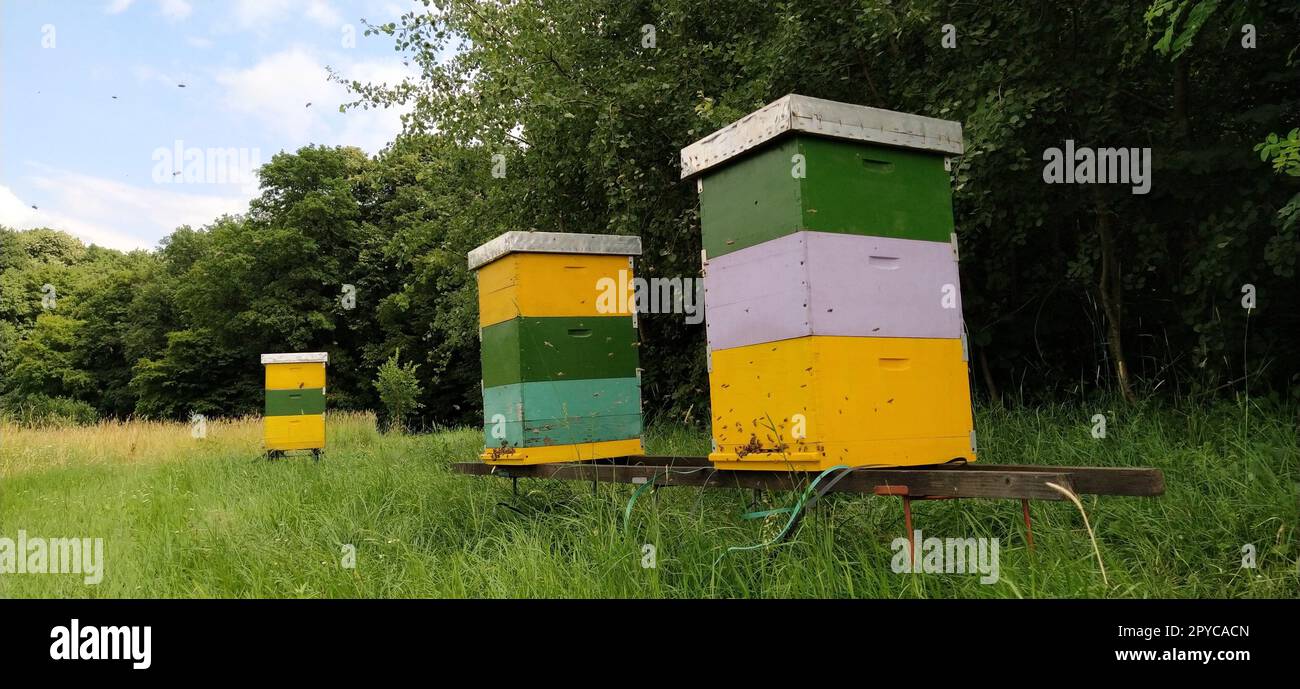 Alveari con api. Apicoltura. Gli alveari sono immersi nella natura e sono dipinti di giallo, verde e blu. Le piante sono piante di miele. Apiario in Serbia. Le api raccolgono il nettare di fiori e lo trasformano in miele Foto Stock