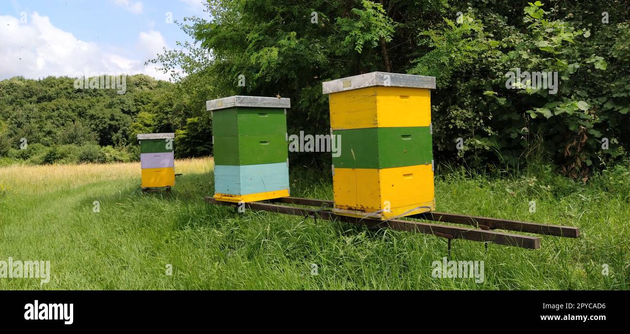 Alveari con api. Apicoltura. Gli alveari sono immersi nella natura e sono dipinti di giallo, verde e blu. Le piante sono piante di miele. Apiario in Serbia. Le api raccolgono il nettare di fiori e lo trasformano in miele Foto Stock