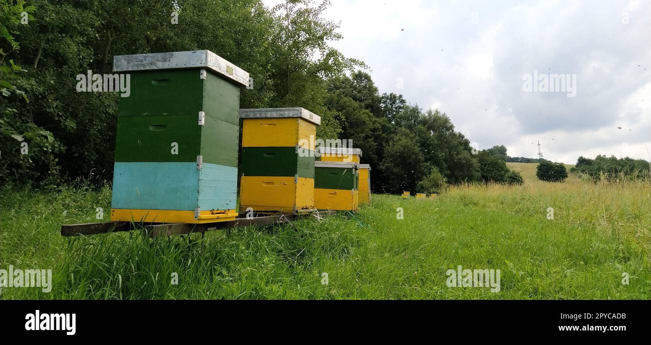 Alveari con api. Apicoltura. Gli alveari sono immersi nella natura e sono dipinti di giallo, verde e blu. Le piante sono piante di miele. Apiario in Serbia. Le api raccolgono il nettare di fiori e lo trasformano in miele Foto Stock
