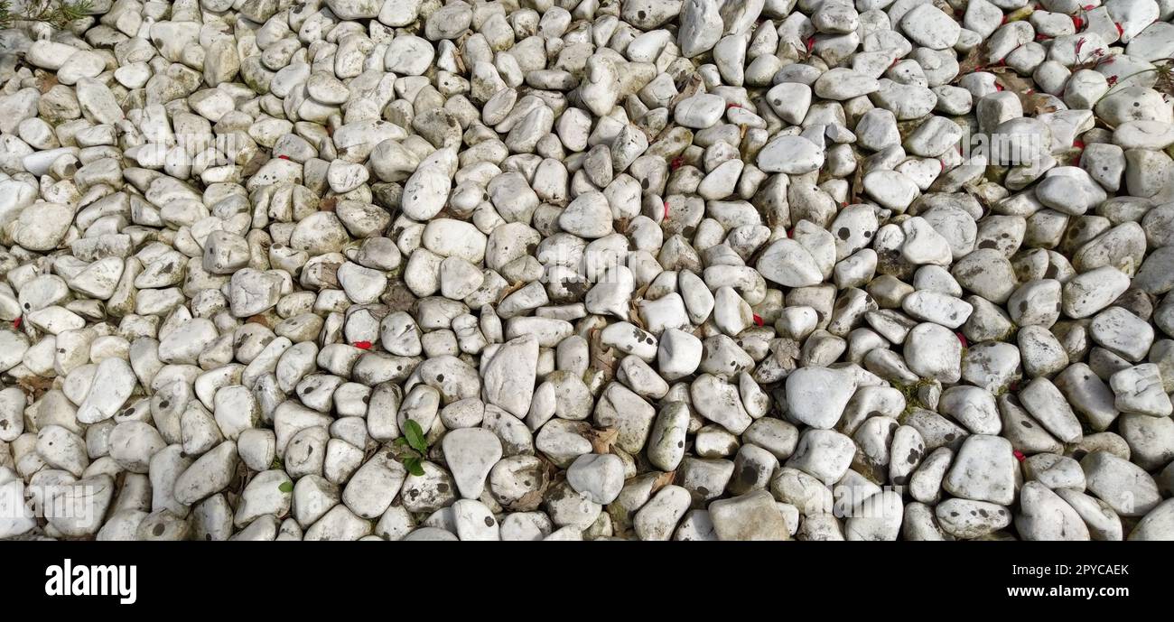 Fondo di pietre marine. Struttura arrotondata delle pietre. Acciottolato colorato. Muro di pietre di colore bianco Foto Stock