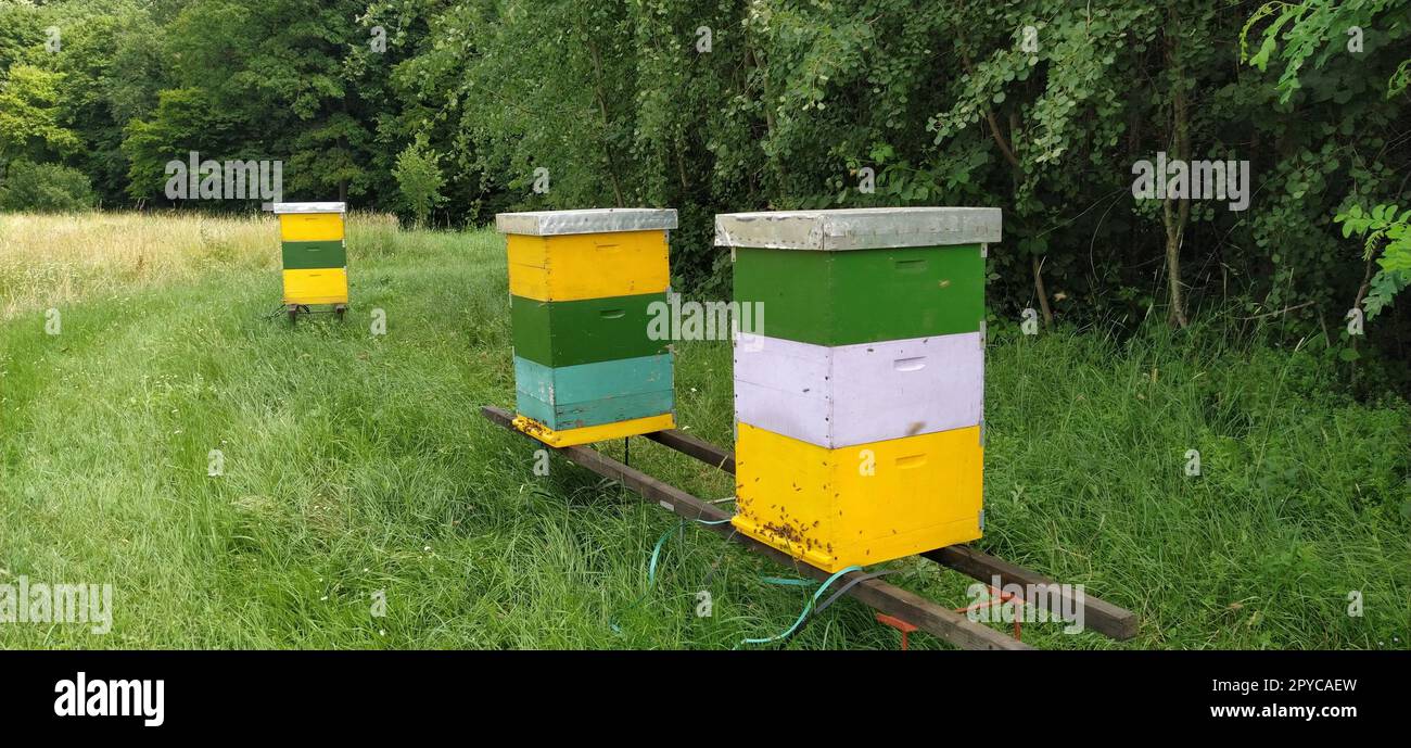 Alveari con api. Apicoltura. Gli alveari sono immersi nella natura e sono dipinti di giallo, verde e blu. Le piante sono piante di miele. Apiario in Serbia. Le api raccolgono il nettare di fiori e lo trasformano in miele Foto Stock