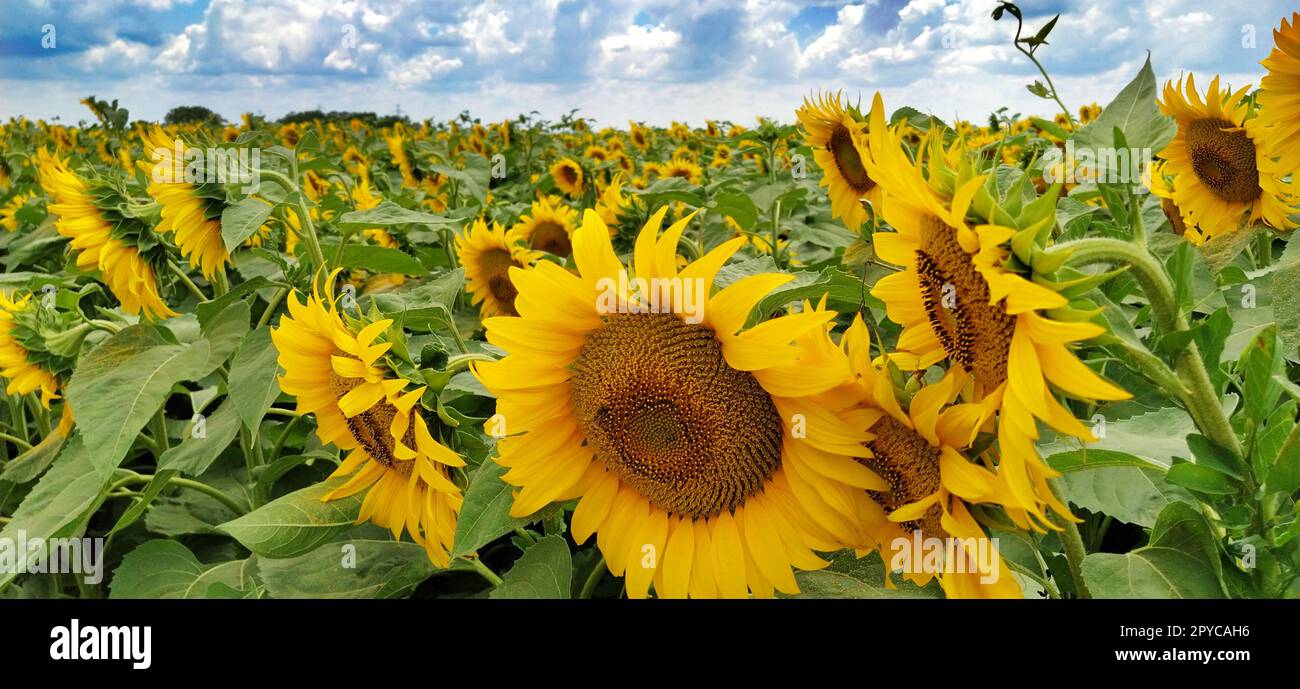 Campo di girasoli fioriti. Bellissimi grandi fiori gialli con un mezzo scuro. Concetto agricolo. Grandi foglie verdi con polline giallo caduto su di loro. Paesaggio o panorama. Cielo blu con nuvole Foto Stock