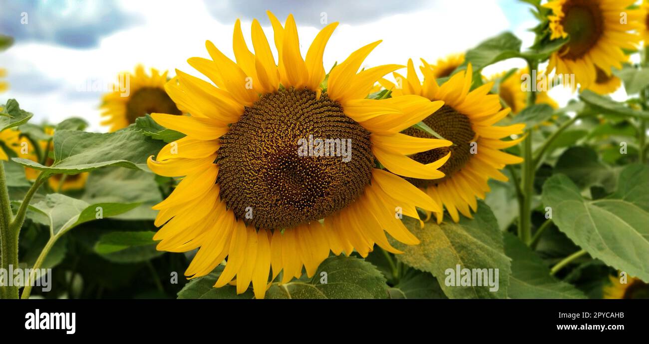 Campo di girasoli fioriti. Bellissimi grandi fiori gialli con un mezzo scuro. Concetto agricolo. Grandi foglie verdi con polline giallo caduto su di loro. Paesaggio o panorama. Cielo blu con nuvole Foto Stock