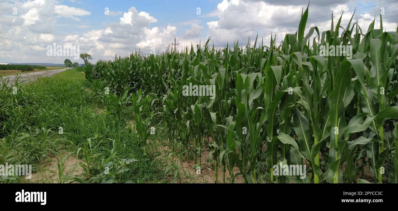 Campo agricolo con mais coltivato sotto il cielo blu con nuvole scure Foto Stock